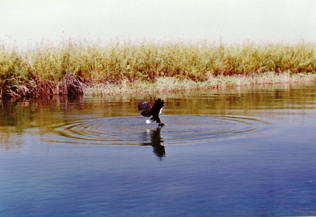 Okavango Delta